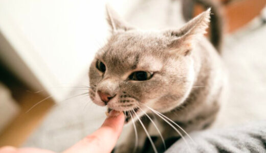 猫もやけどをするって本当？やけどの原因や症状、対処法などを徹底解説！