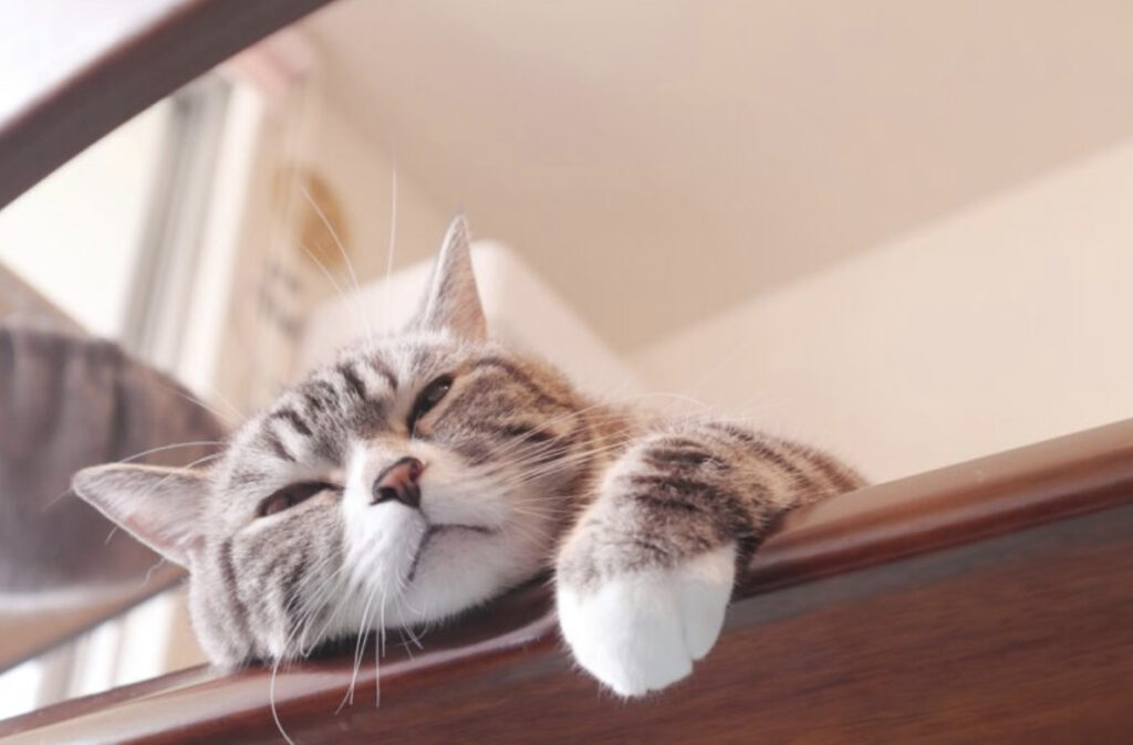 猫の寄生虫は人間にうつる?猫の寄生虫の種類や治療法・予防法なども併せて解説します!