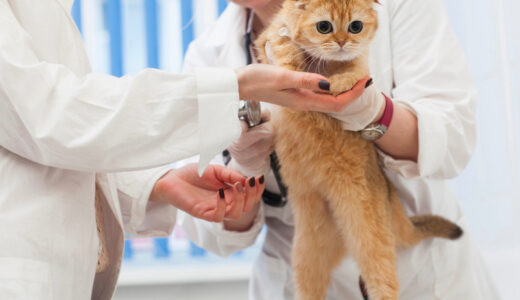 「猫が薬を嫌がって飲んでくれない…」そんなときの対処法を徹底解説！