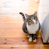 猫の留守番とペットホテルの利用｜留守番のトラブルや準備などを解説！