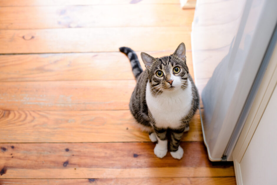 猫の留守番とペットホテルの利用｜留守番のトラブルや準備などを解説！