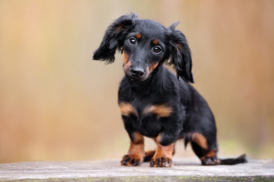 犬の前庭疾患とは？気になる症状のサインも徹底解説！