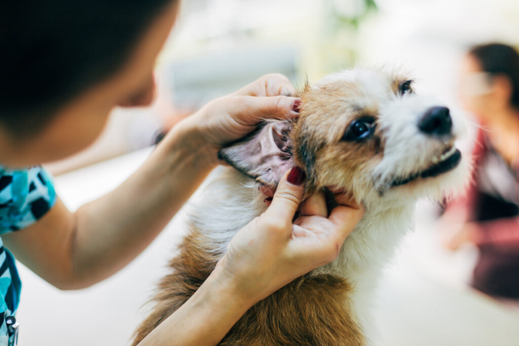 犬の黒いできものの正体とは？悪性の見分け方や治療法について解説！