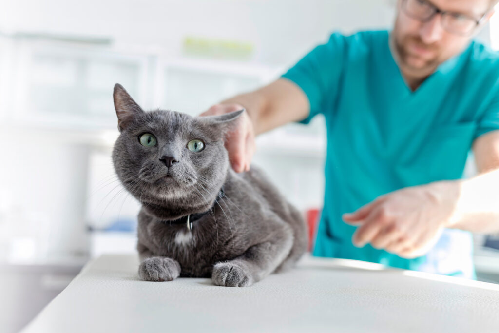 蓄膿症を引き起こす可能性あり！猫の副鼻腔炎について徹底解説！