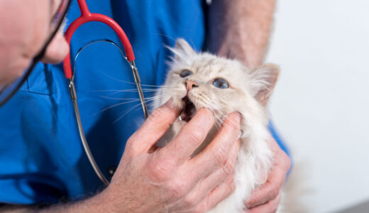 猫の口内炎とは？口内出血の症状も？原因や治療法も併せて解説！