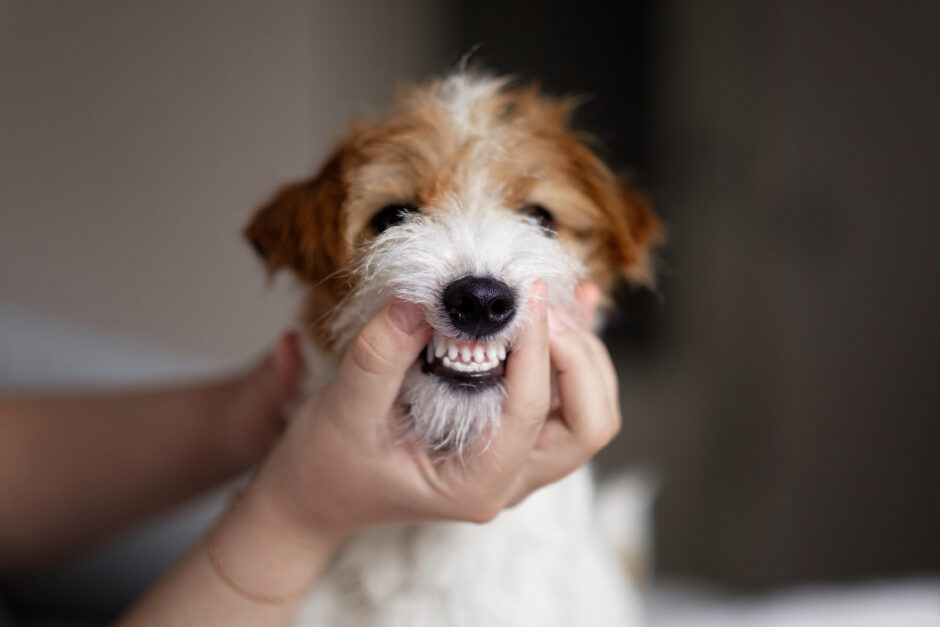 犬が爪を噛むことには理由があった！爪を噛む理由やリスク、対処法などを解説！