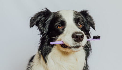 犬の歯石に潜む危険性は？歯石の取り方や予防法まで解説します