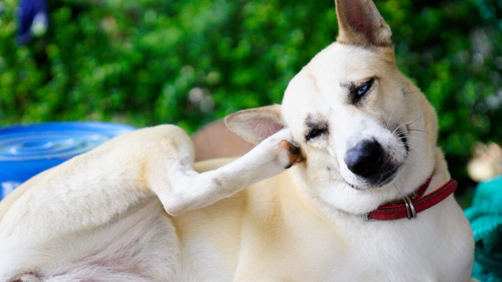 犬 耳 疾患