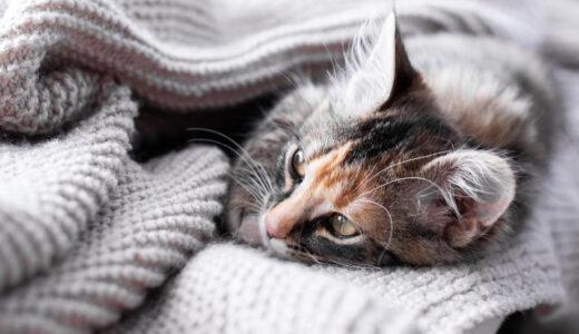 猫の食欲不振の原因とは？食欲不振が長引くと起こる症状や対処法について解説