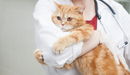 猫にも遺伝する病気があることを知っていますか？猫の遺伝性疾患について解説します