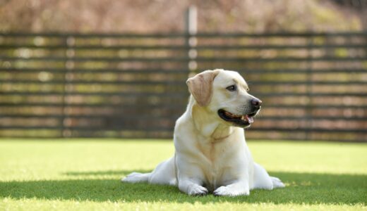 犬の関節炎 | 骨関節を痛める原因・症状・治療法を解説
