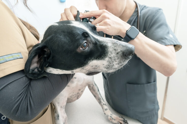 はしもと吹田アニマルクリニック