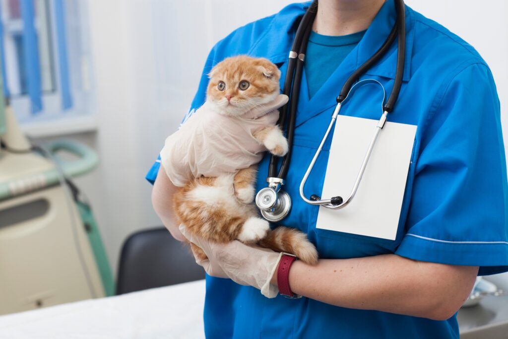 猫の肥大型心筋の治療法