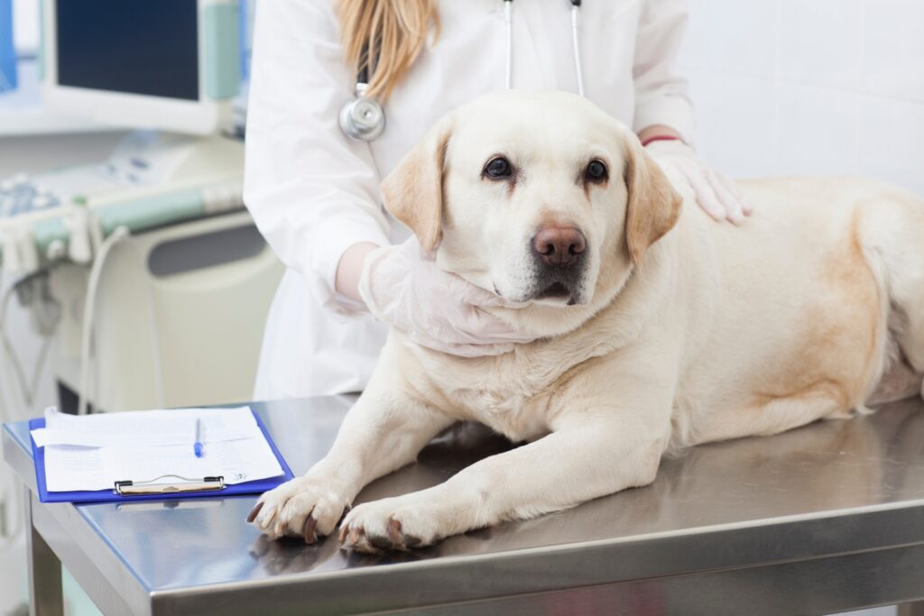 犬の膿皮症の診断方法