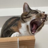 猫も口内炎になる？猫も口内炎の原因や症状、治療法を解説