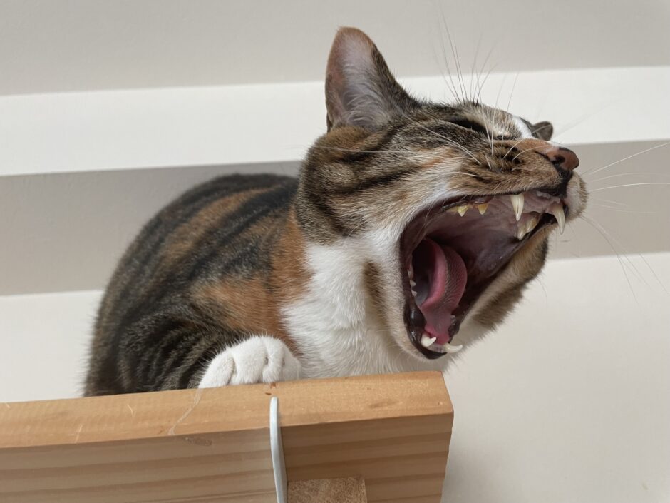 猫も口内炎になる？猫も口内炎の原因や症状、治療法を解説