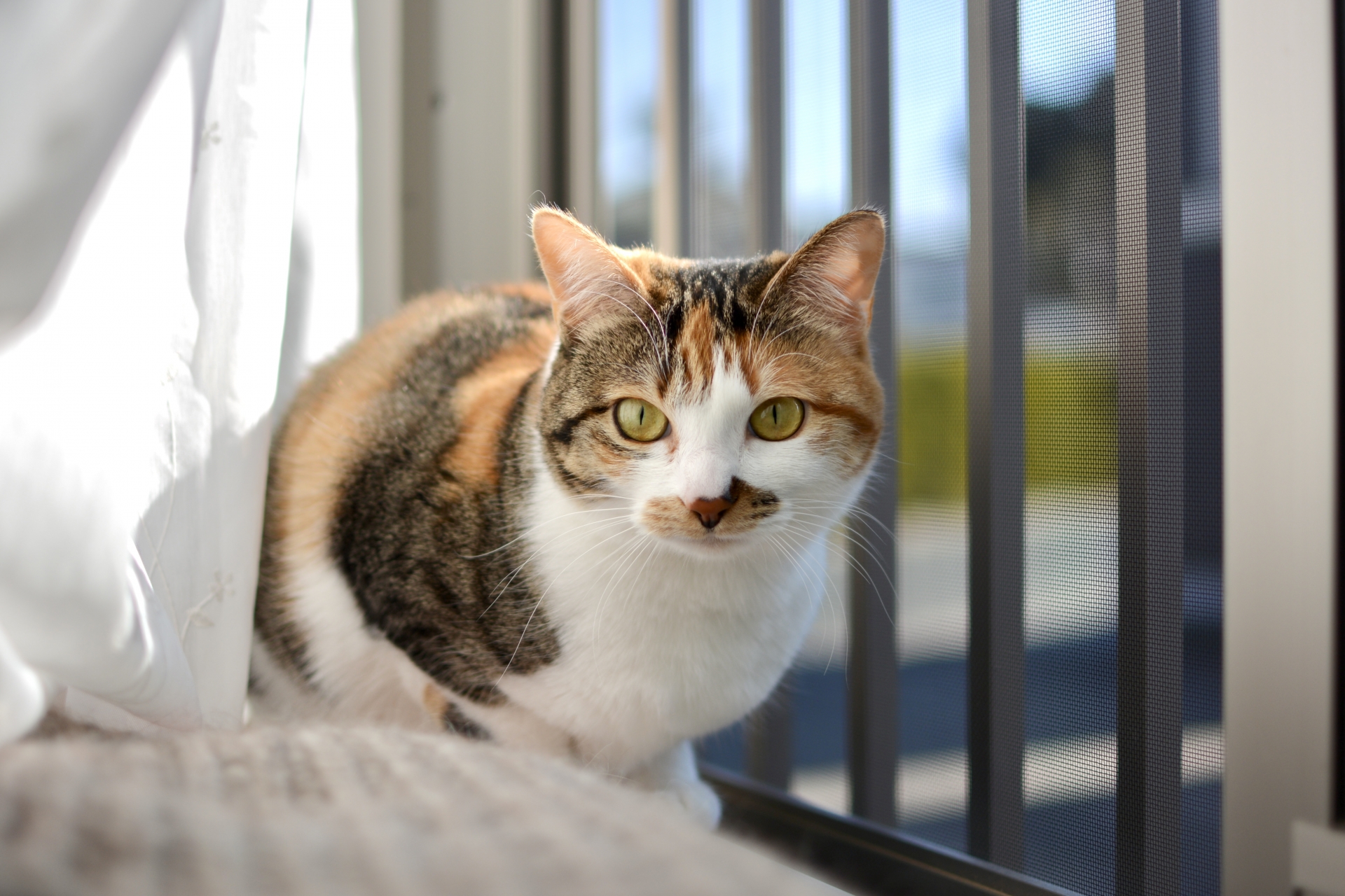 腎不全を予防するための11のヒント