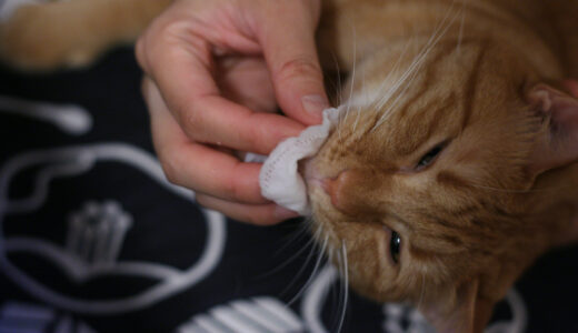 猫にできる顎ニキビの原因と対策とは？お家でできるケア方法も解説！