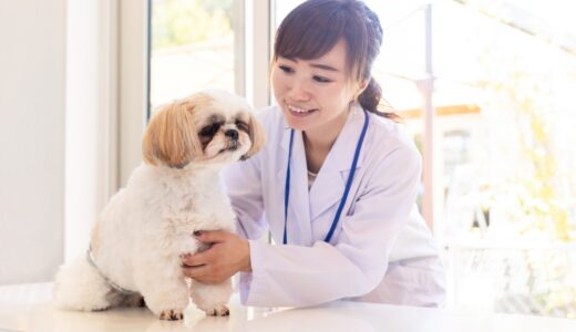 犬の尿毒症とは？犬の尿毒症の原因や症状、治療法や予防法まで解説します
