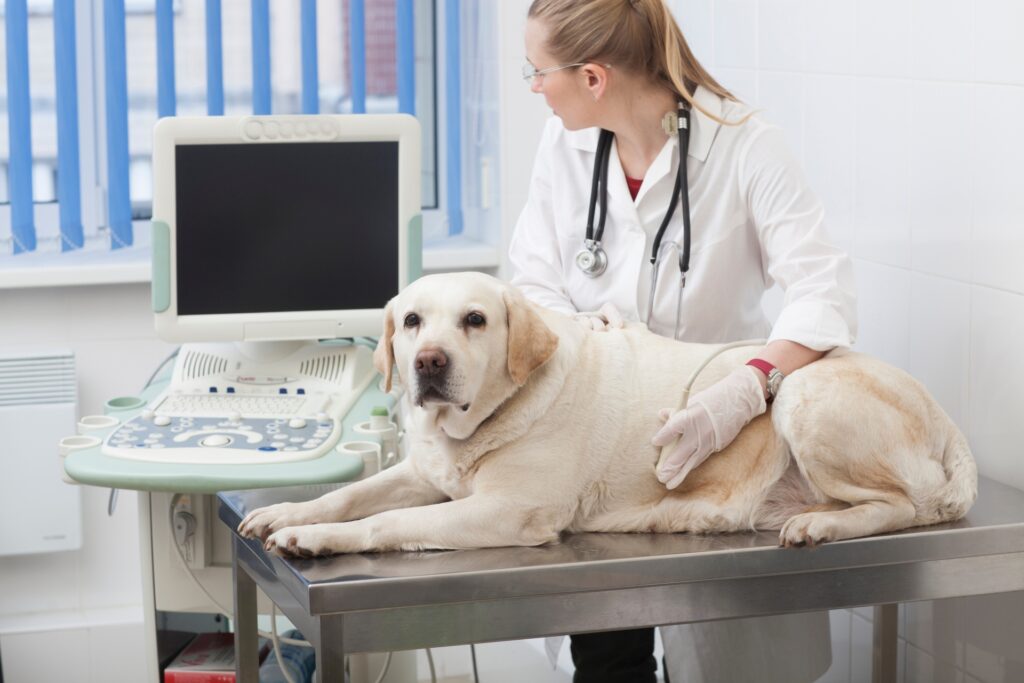 動物病院を受診する判断の目安