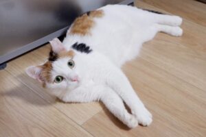 回虫のライフサイクル