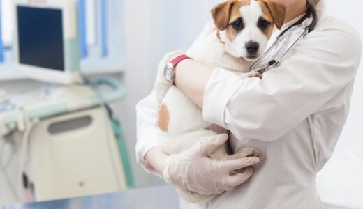 犬の膿皮症とはどんな病気？治療法や予防方法についても解説