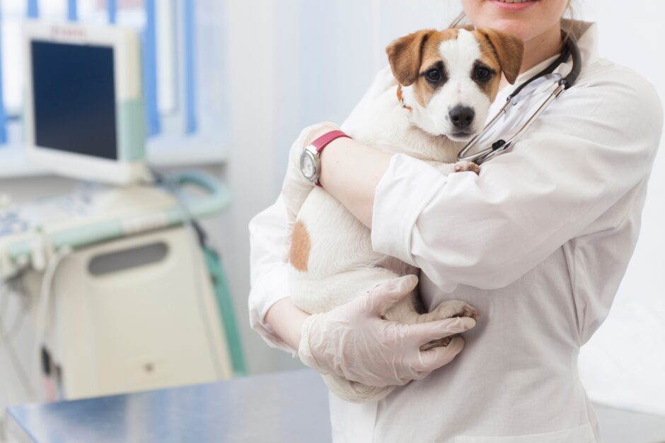 犬の膿皮症とはどんな病気？治療法や予防方法についても解説