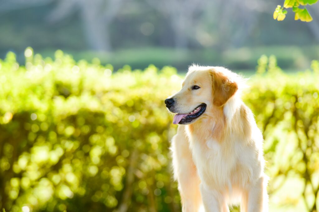 犬の膿皮症にかかりやすい犬種