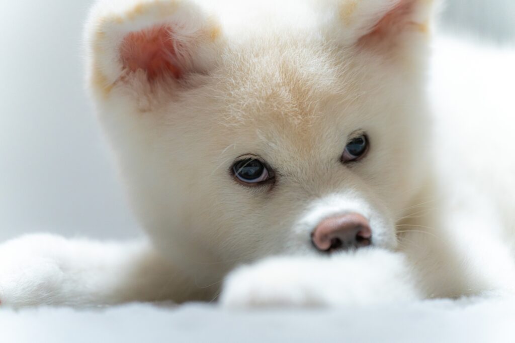 白い秋田犬
