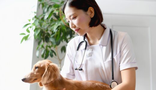 【犬の病気】副腎皮質亢進症（クッシング症候群）| 症状・原因・治療法を解説