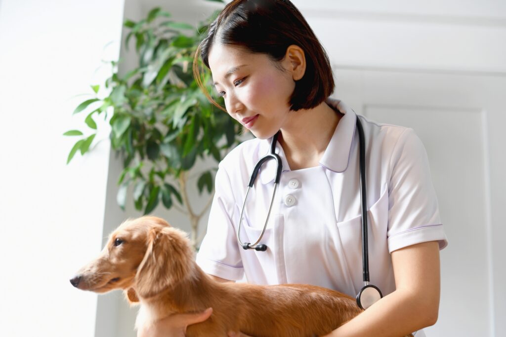 犬（動物・ペット）の診療をする女性の獣医