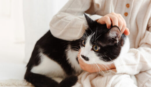 猫の胆管炎（胆管肝炎） | 症状・治療法・早期発見のポイントを解説