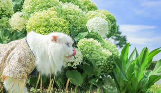 猫が中毒を起こす危険な観葉植物の種類とは？食べた場合の症状・対処法も解説