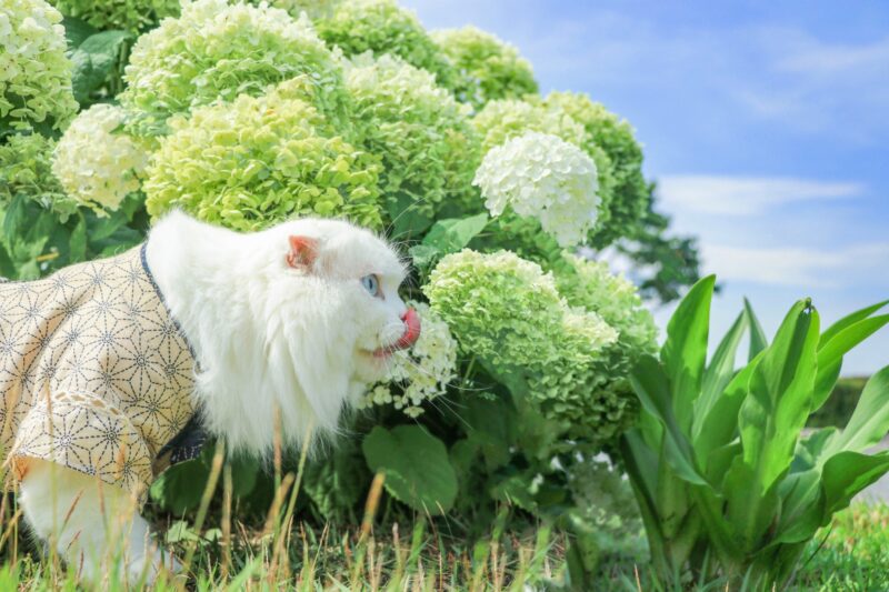 猫中毒 猫中毒｜NEWS｜ELOV-Label