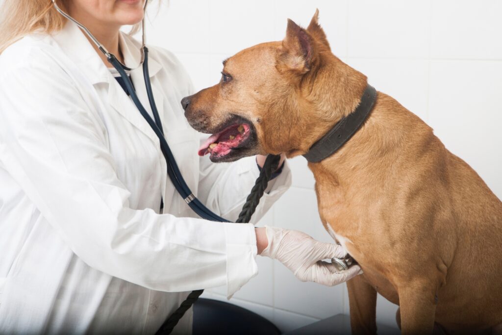 犬のメラノーマの検査方法