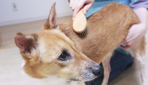 犬は病気で毛が抜ける？抜け毛（脱毛症）の原因・治療法を解説