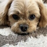 犬の腎不全の原因は？犬の腎不全の治療法や予防方法、早期発見のポイントを解説