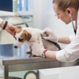 犬の腸閉塞の症状や原因は？治療法や予防法についても解説