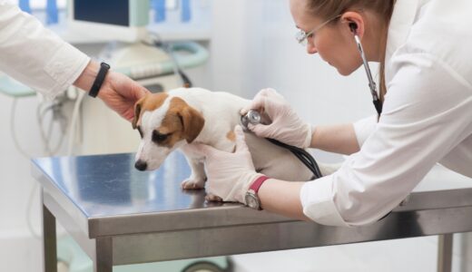 犬の腸閉塞の症状や原因は？治療法や予防法についても解説