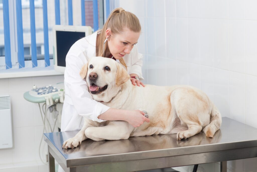 犬の腸閉塞の診断と治療