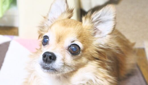 犬の緑内障と白内障の違い | 愛犬の目を守るために知っておきたいポイントを解説