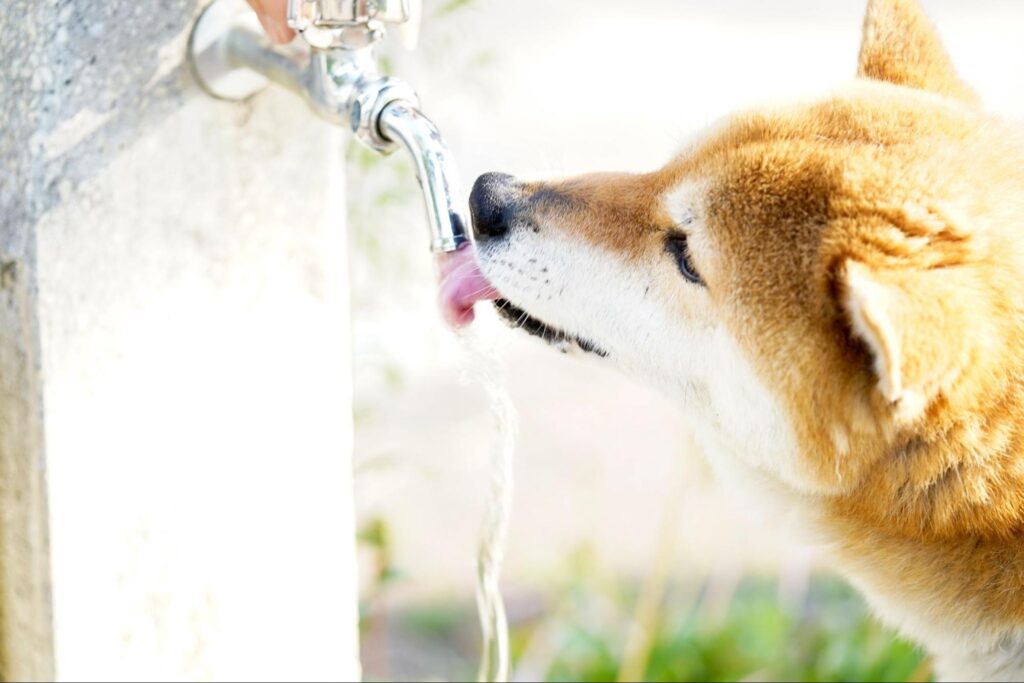 水を飲む犬