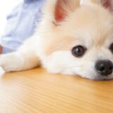 犬の尿毒症の症状｜尿毒症の原因や治療法、予防方法なども解説