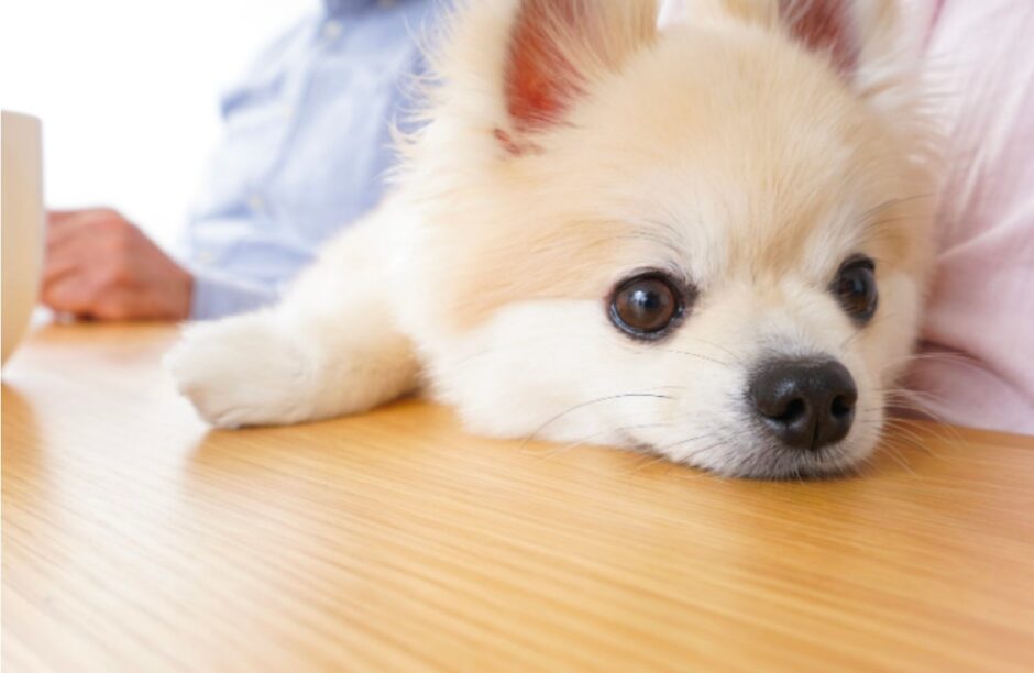 犬の尿毒症の症状｜尿毒症の原因や治療法、予防方法なども解説