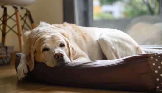 犬が寝すぎてしまう原因は？病気が疑われる場合や犬が安眠できる環境について解説します！