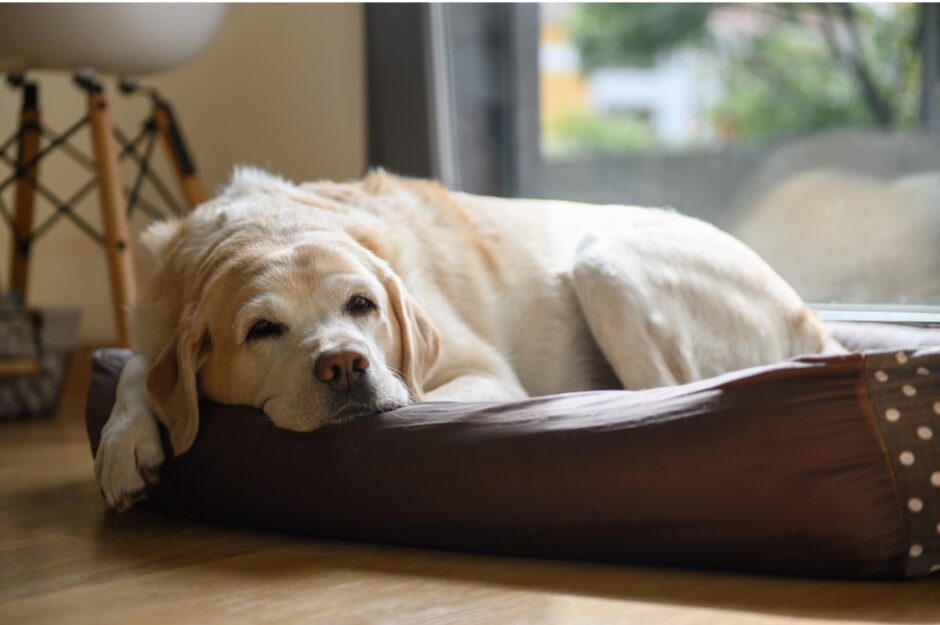 犬が寝すぎてしまう原因は？病気が疑われる場合や犬が安眠できる環境について解説します！