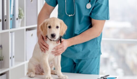 犬の胃炎とは？急性と慢性でどう違う？予防法も併せて解説！