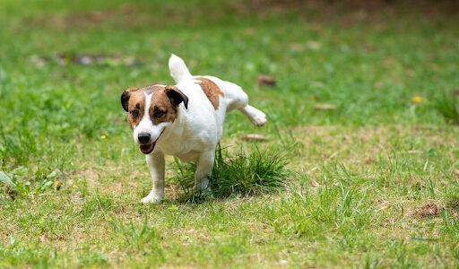 犬のお漏らし：雌雄のどちらも引き起こす可能性がある犬の尿漏れについて解説！
