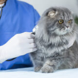 猫の尿管結石とは？症状から予防法まで徹底解説します
