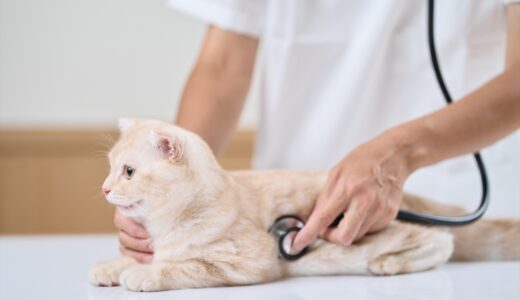 猫の毛球症｜原因・治療法・予防法を解説
